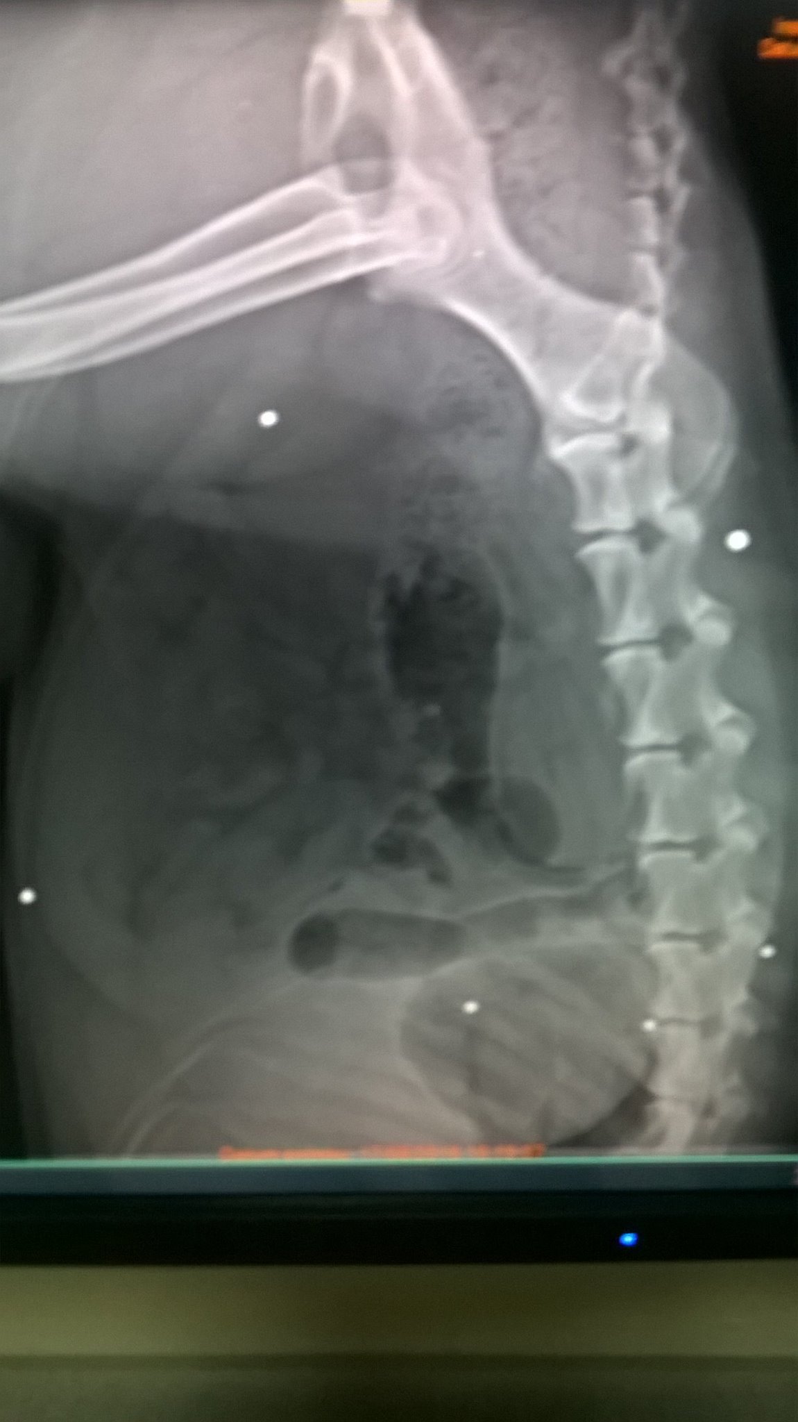 14047239_1088709931165546_1123019521267676998_o