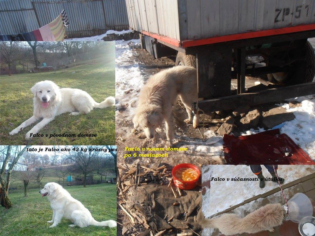 16665601_1258017974234740_6886702817294190988_o