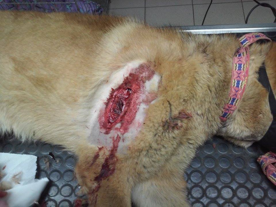 16939014_1278544905515380_7256565031509563160_n