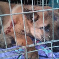 17021482_1278541325515738_1537060465276231488_n